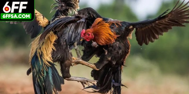 Bộ môn chọi kê mang đến cảm giác kịch tính vì mỗi trận đấu diễn ra nhanh