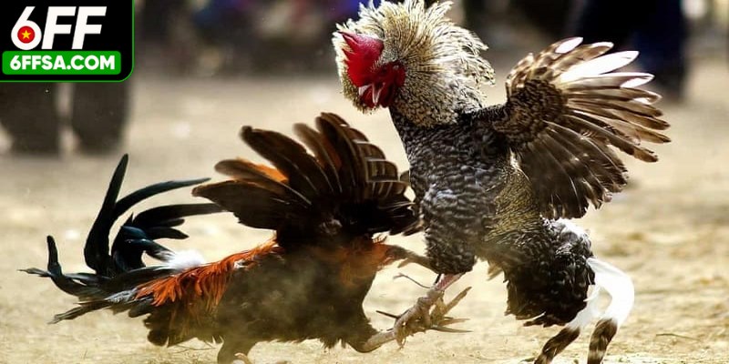 Đá gà đòn hiểu đơn giản là một hình thức thi đấu giữa hai con gà trống