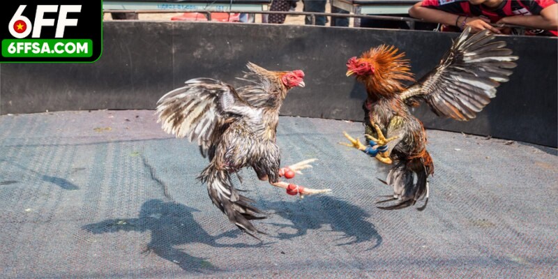 Đá gà trực tiếp là hình thức giải trí online hấp dẫn, minh bạch cho sư kê